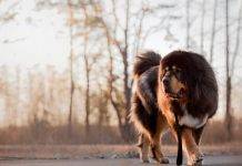 Tibetan-mastiff-worlds-largest-dog-breeds-