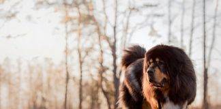 Tibetan-mastiff-worlds-largest-dog-breeds-