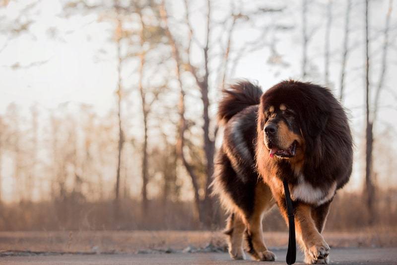 The Tibetan Mastiff - A Powerful And Dignified Breed • Tim's Weird &  Wonderful World