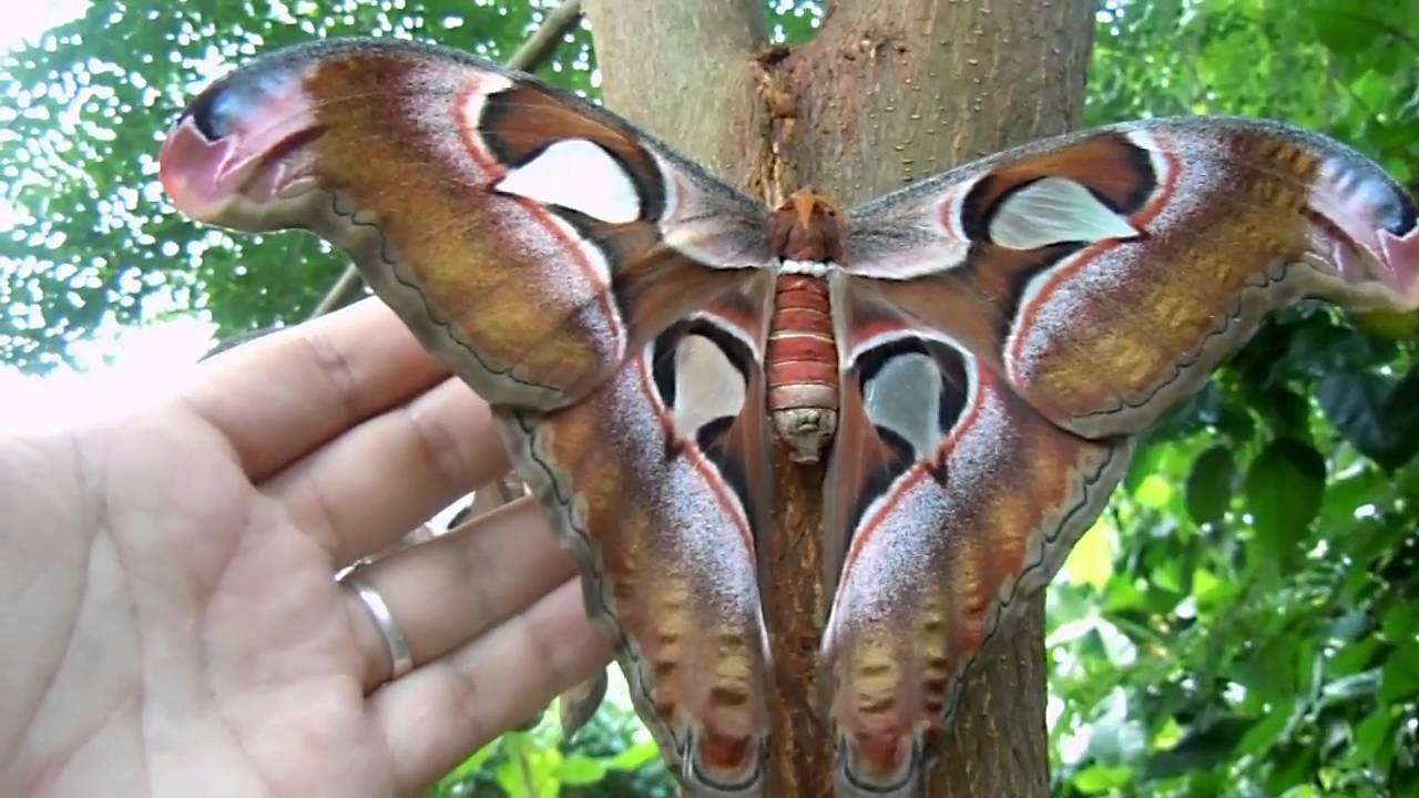 Atacos-atlas-moths-