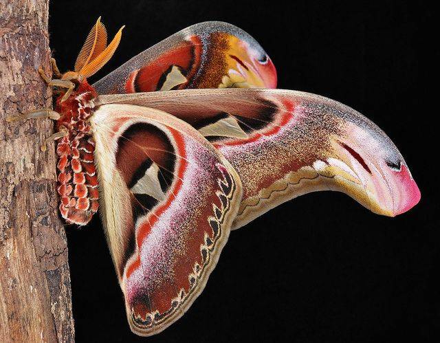 Attacus atlas moth