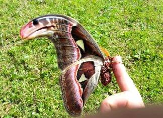 Attacus Atlas moth – One Of The Largest Moths In The World