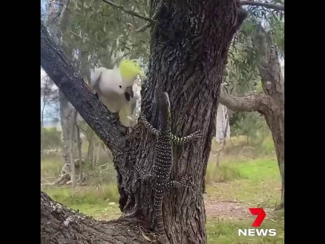 Australian Birds - The White Cockatoo