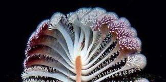 Soft-coral-sea-pens-