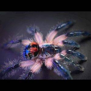 Brazilian jewel tarantula - aka candy shop spider and jeweled pink toe (1)
