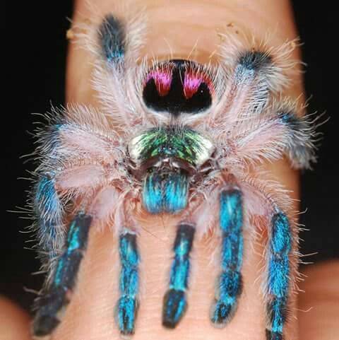 Tarantulas-the-brazilian-jewel-tarantula-