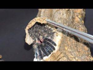 Tarantulas - the brazilian jewel tarantula