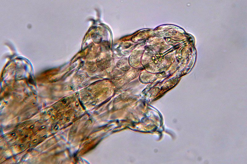 The tardigrade fascinating creature that can withstand extreme environments