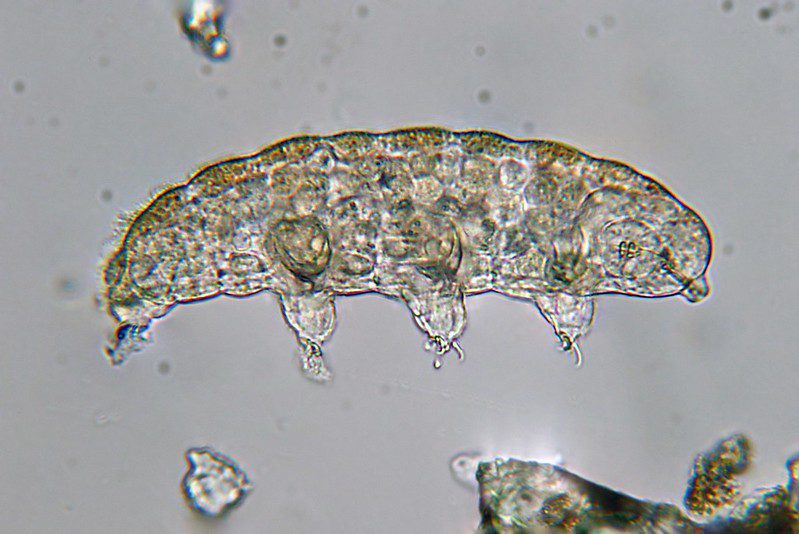 The tardigrade fascinating creature that can withstand extreme environments
