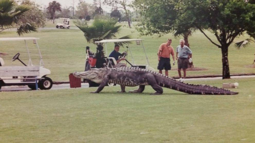 Gigantic alligator at florida golf club