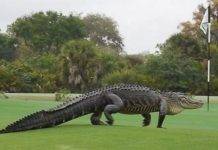 Gigantic Alligator At Florida Golf Club