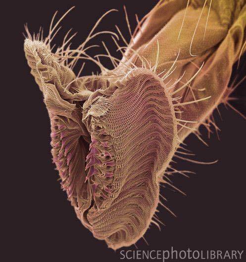Micro animals – images taken under microscope