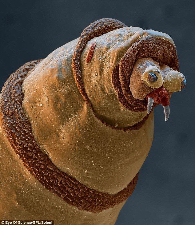 The Tardigrade - Fascinating Creature That Can Withstand Extreme  Environments • Tim's Weird & Wonderful World