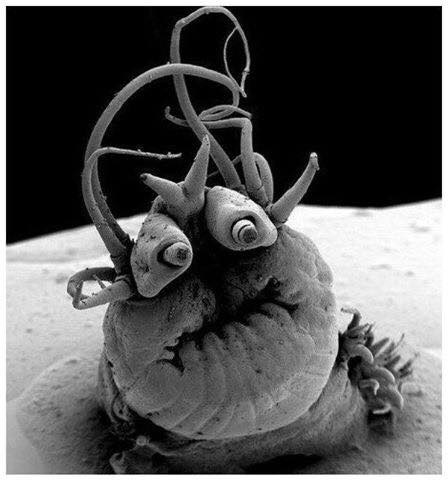 Micro animals – images taken under microscope