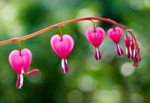 Bleeding Heart Flowers & Plants – Lamprocapnos Spectabilis