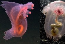 Pink See-through Fantasia – Strange Sea Creatures
