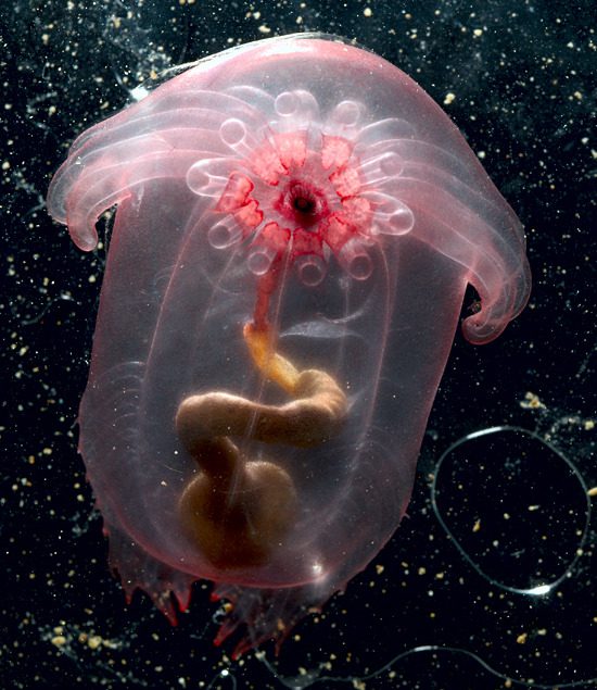 Pink see-through fantasia – strange sea creatures