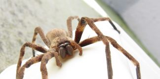 The huntsmen spider – all your questions answered