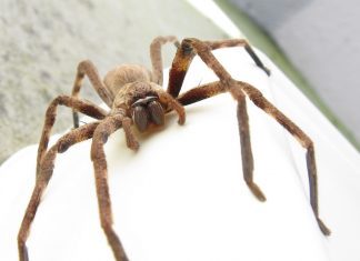 The Huntsmen Spider – All Your Questions Answered