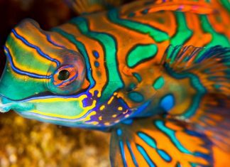 The Mandarin Fish – The Most Colourful Fish In The Ocean