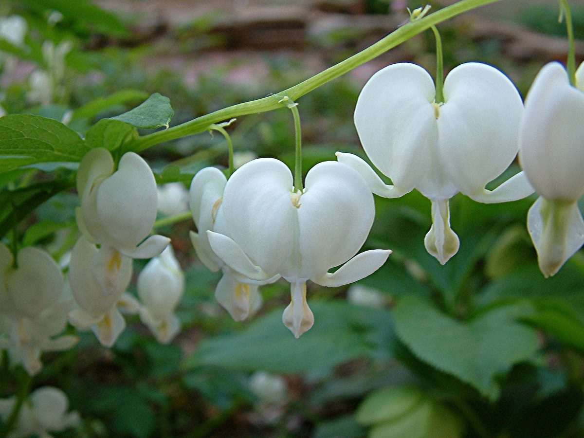 white bleeding hearts flowers seeds buy
