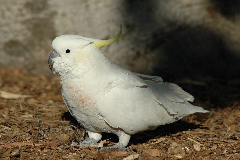 Australian White Cockatoo