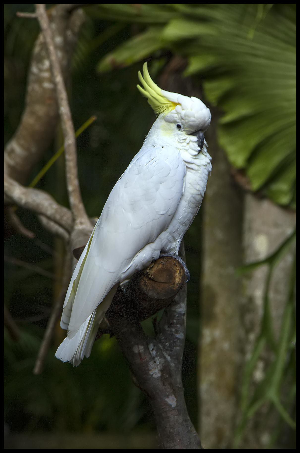 Australian White Cockatoo