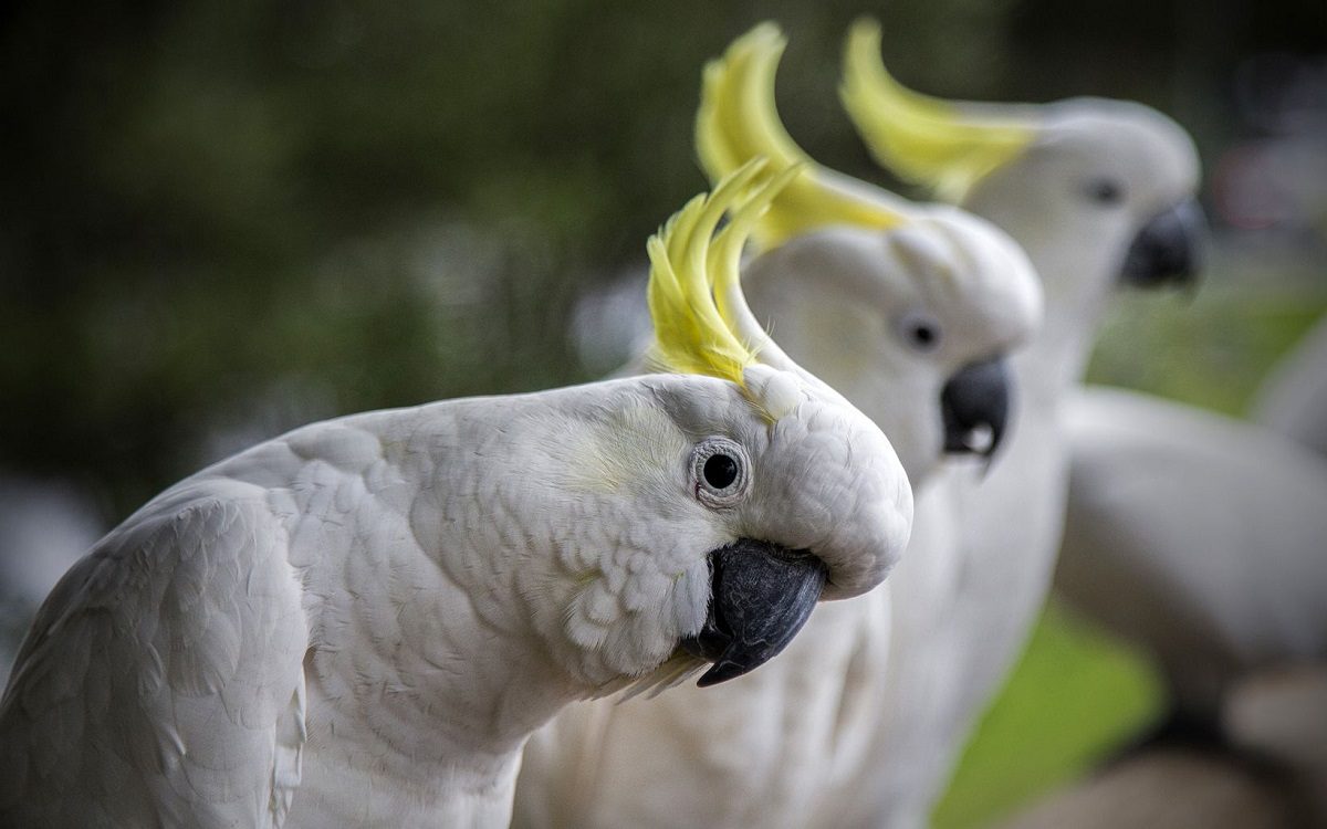 Australian white sulphur crested cockatoos