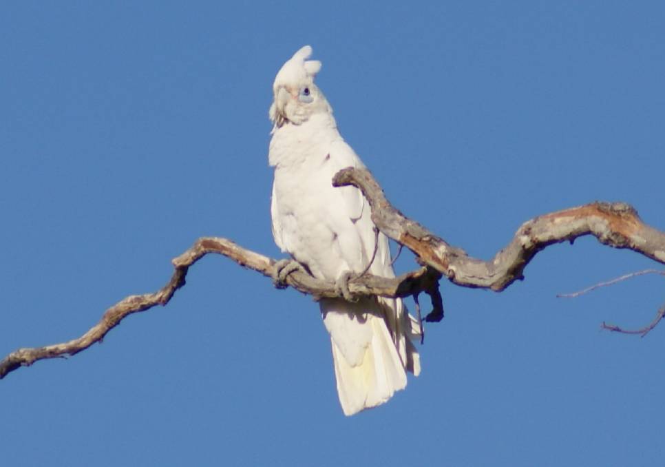 Australian white sulphur crested cockatoos
