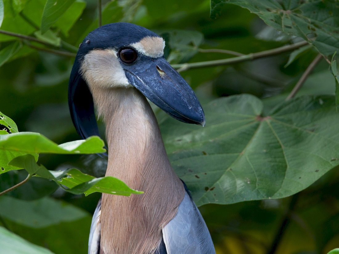 Boat billed heron birds
