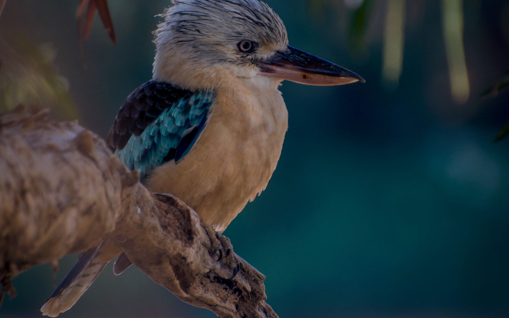 Kookaburra kingfisher native australian birds