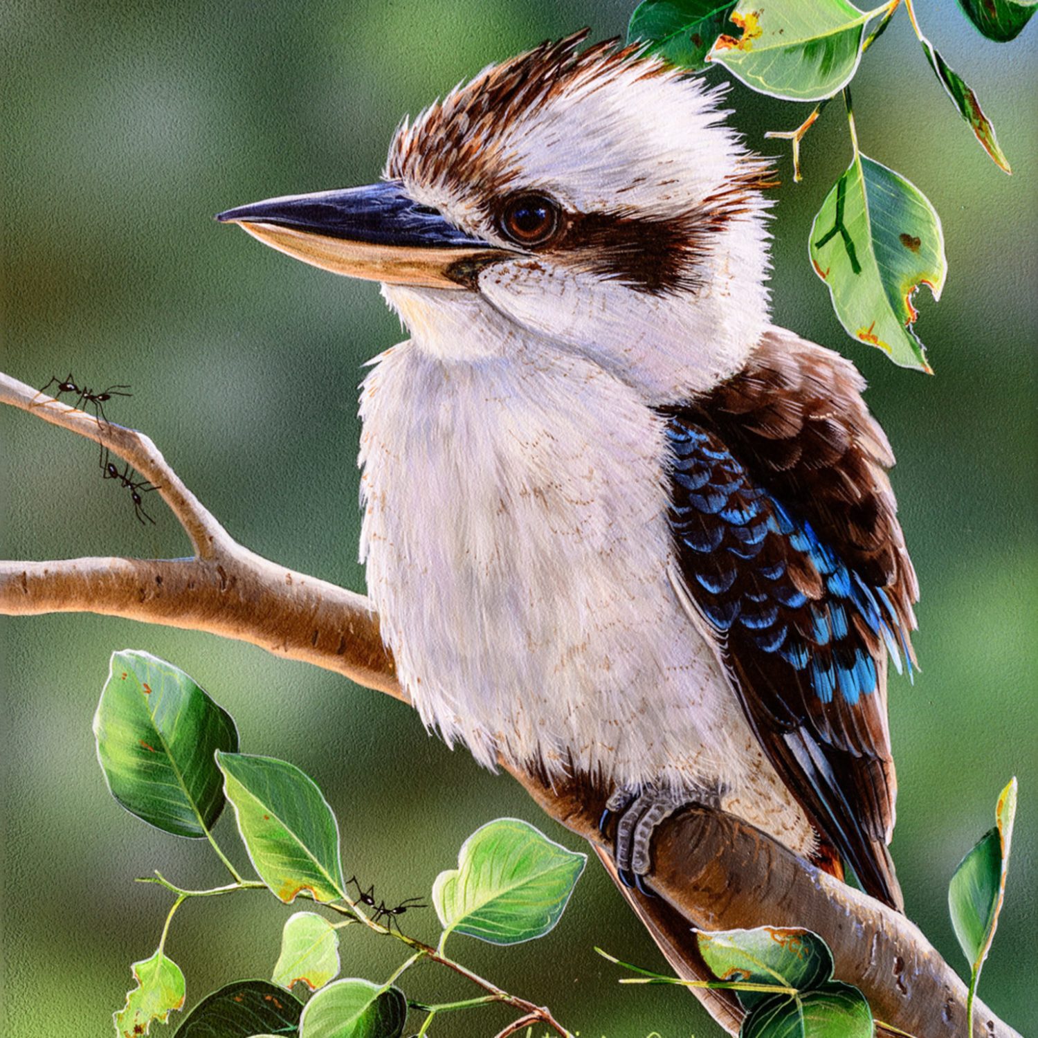 Kookaburra kingfisher native australian birds