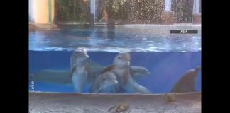 Funny Animals Videos – Dolphins Watch Squirrels Play
