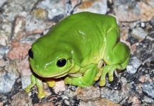 The Australian Green Tree Frog
