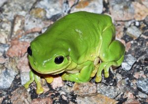 The australian green tree frog