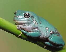 The australian green tree frog