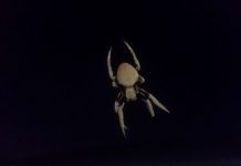 australian orb weaving spider