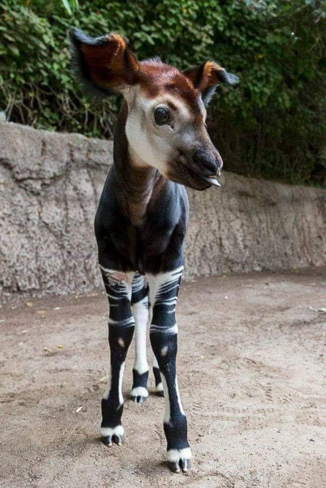 The Zebra Giraffe - Okapi . Strange & Unique Animals - TimsWWW