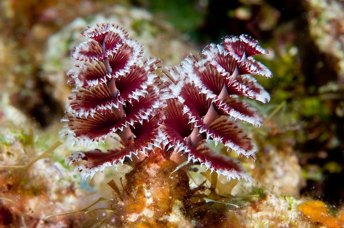 Christmas tree worms sea
