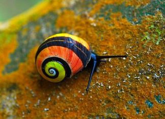 cuban land painted snails beautiful