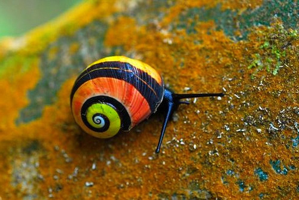 The Cuban Land Snail - One Of The Most Colourful Snails In The World • TmsWWW
