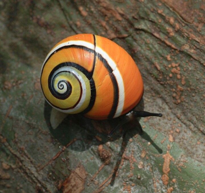 Cuban land painted snails beautiful