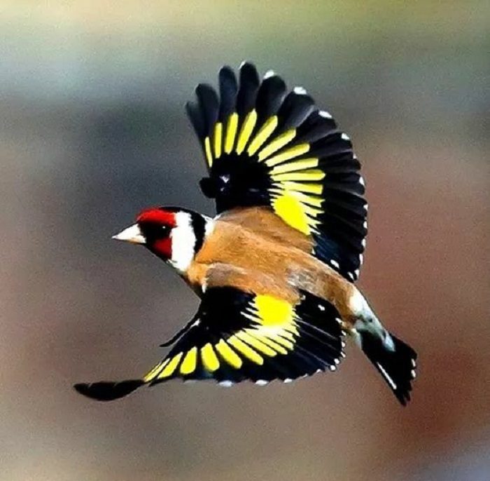 European goldfinches beautiful birds