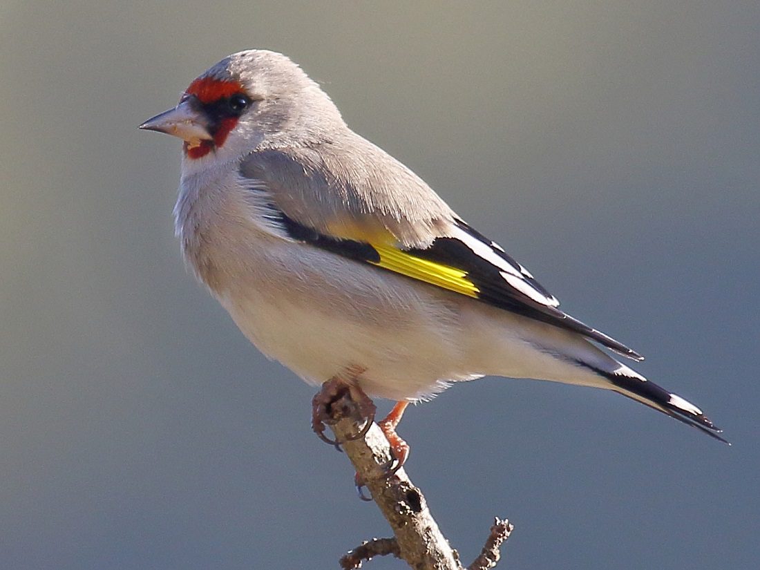 European goldfinches beautiful birds