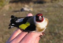european goldfinches beautiful birds
