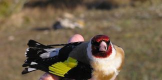 european goldfinches beautiful birds