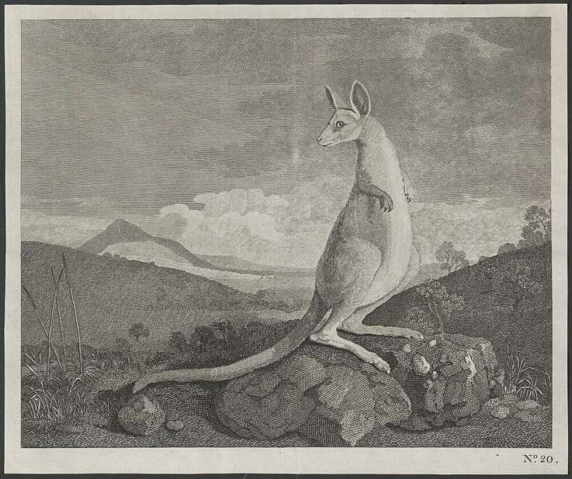 First painting of kangaroo