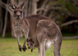 kangaroo pouch joey