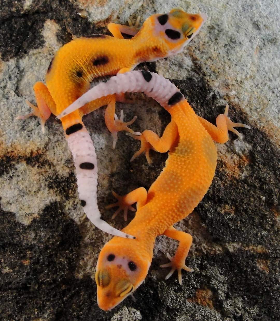 Leopard geckos pets