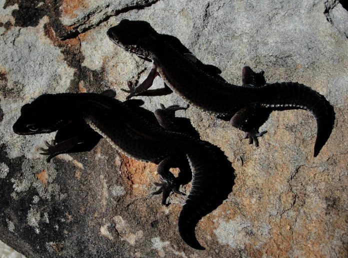 leopard geckos pets black nights